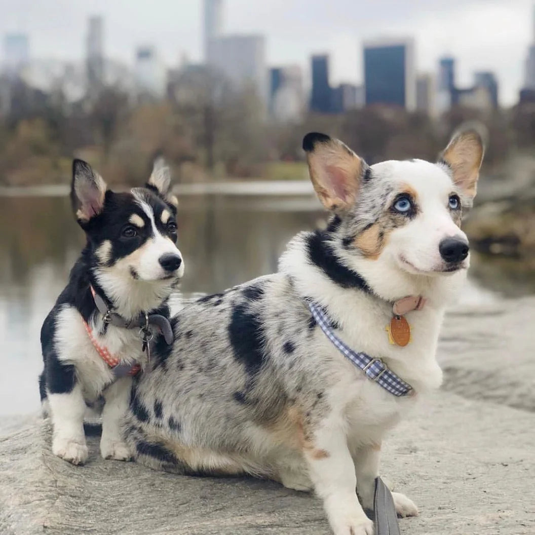 Harnais Clara Check Ring - vichy Grey Bonbon