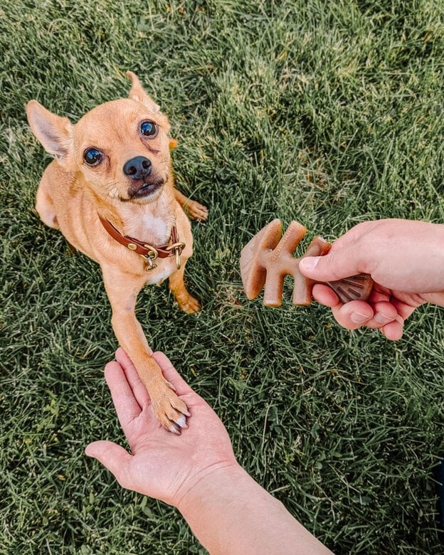 Jouet Os à Mâcher Fishbone