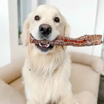 Trachées de bœuf pour chien 30 cm