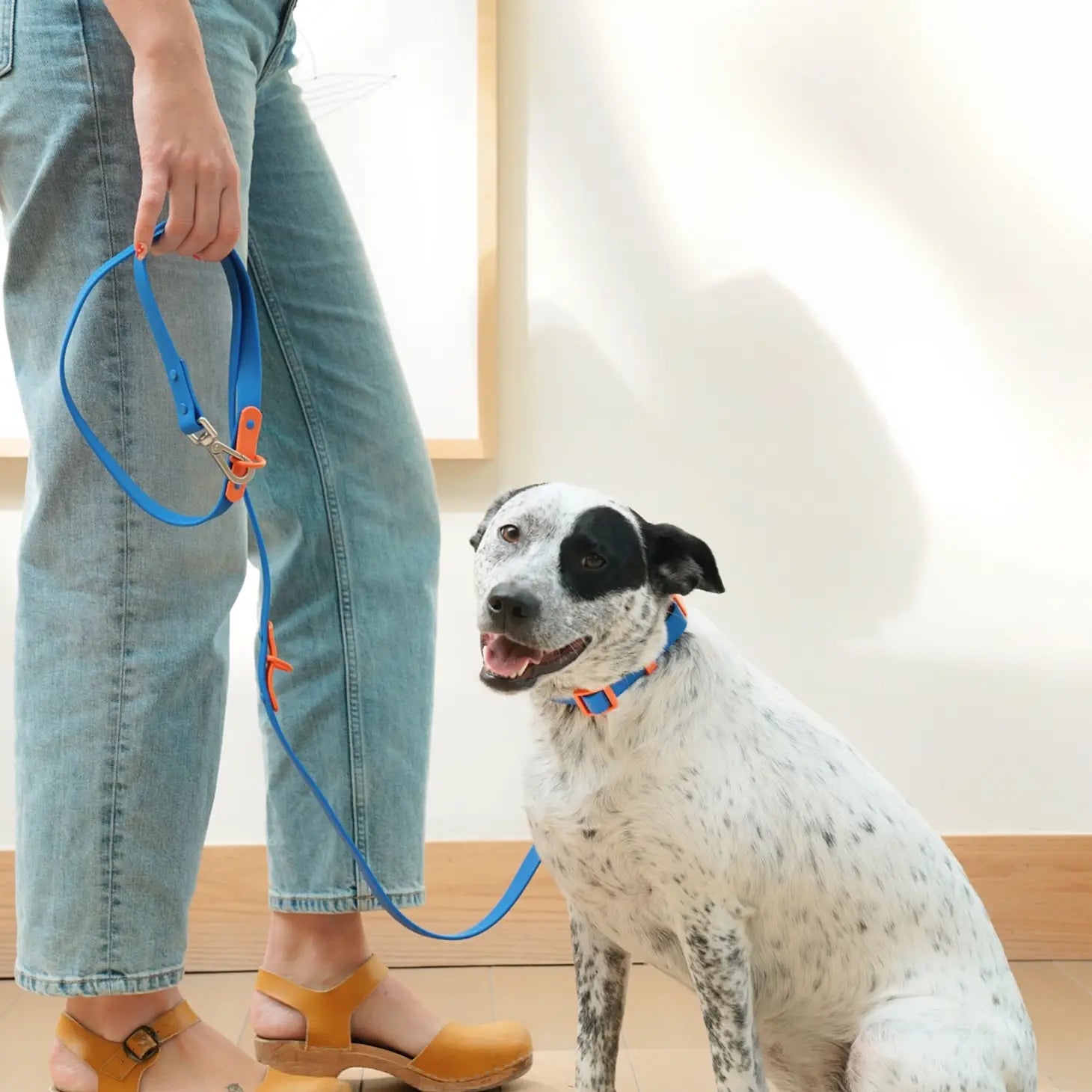 Laisse imperméable Bleu orange