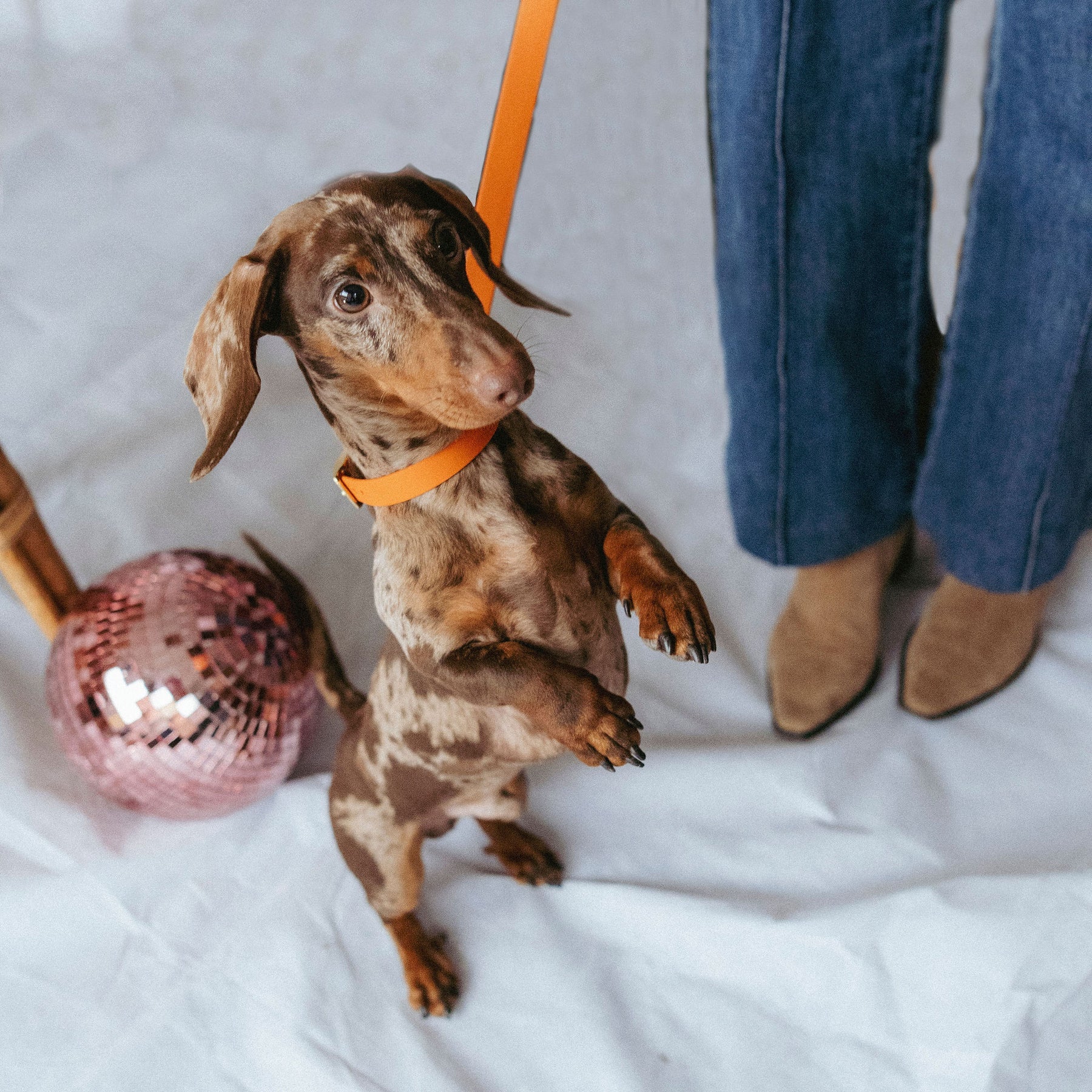 Laisse simple en Biothane orange