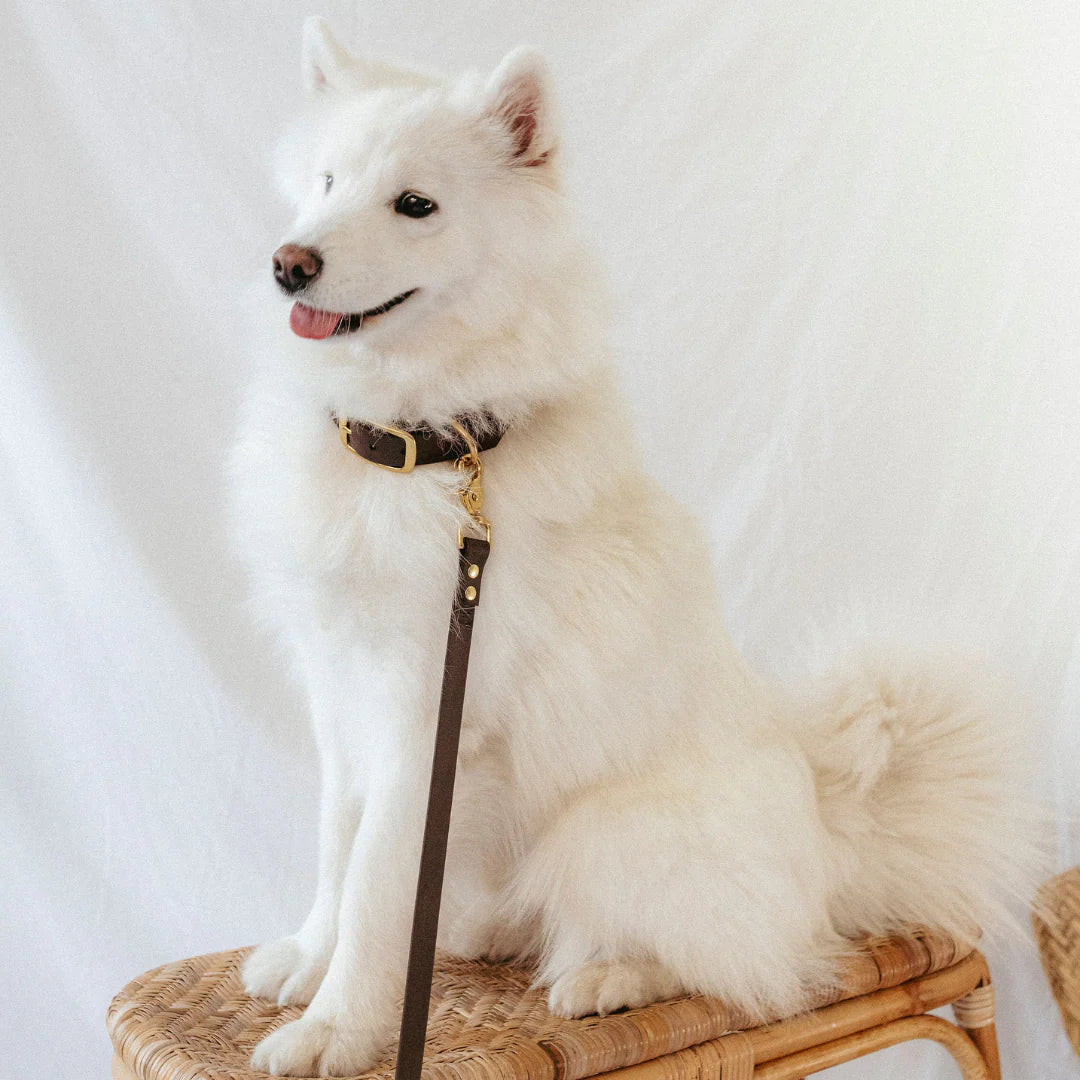 Collier en Biothane tonka