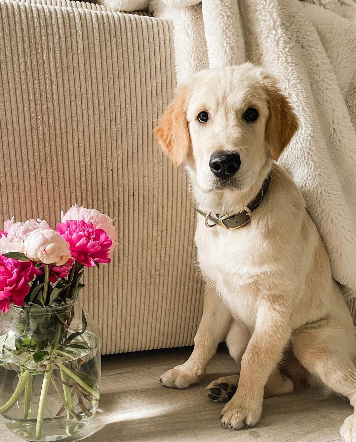 Collier en Biothane kaki