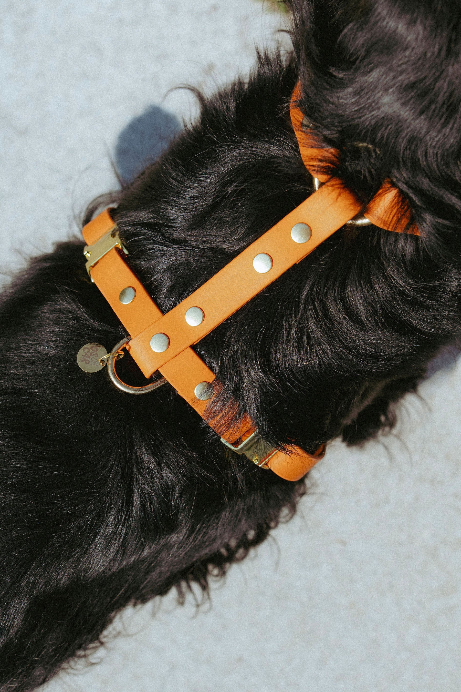 Harnais en Biothane Tonka