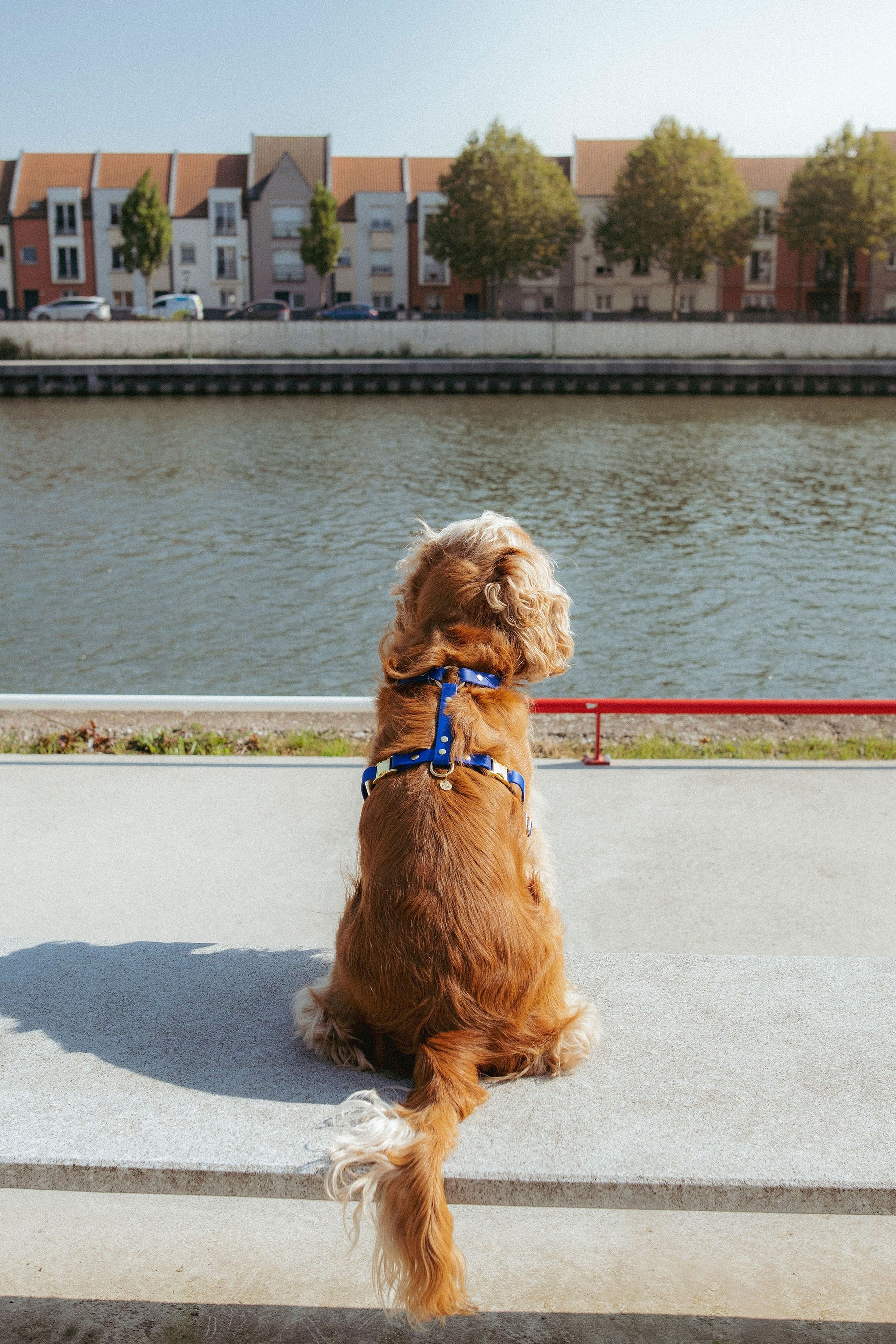 Harnais en Biothane Tonka