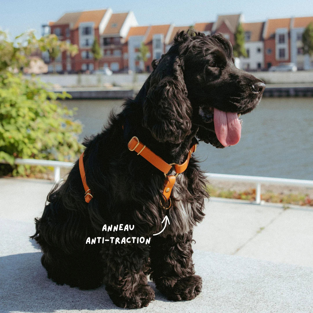 Harnais en Biothane Tonka