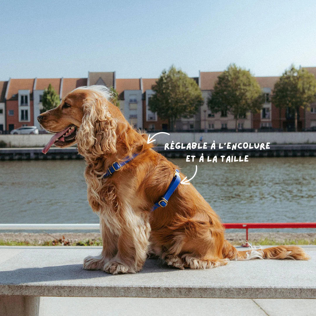 Harnais en Biothane Tonka