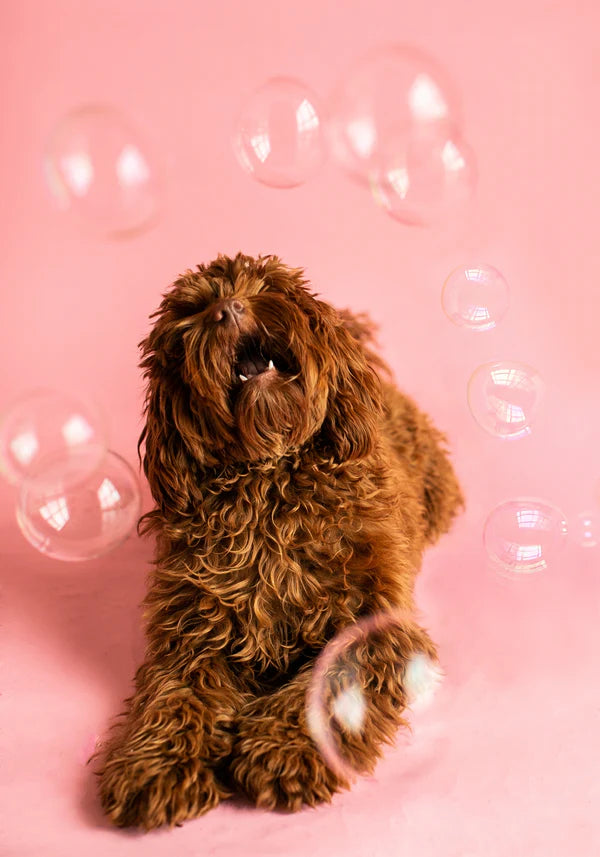 Meaty Bubbles pour chien et chat