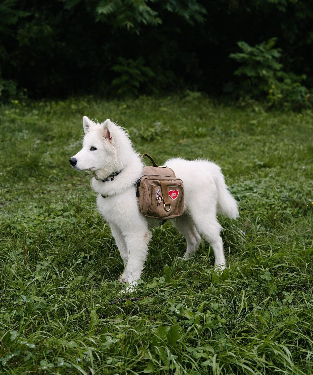 Best Buddy | Patch à repasser pour animaux de compagnie