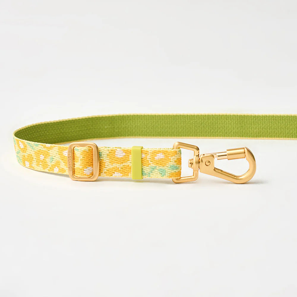 Laisse multi-positions Gentle Leash Bolt Long Big Fish