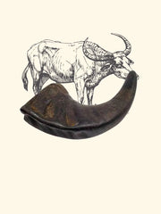 Corne de buffle