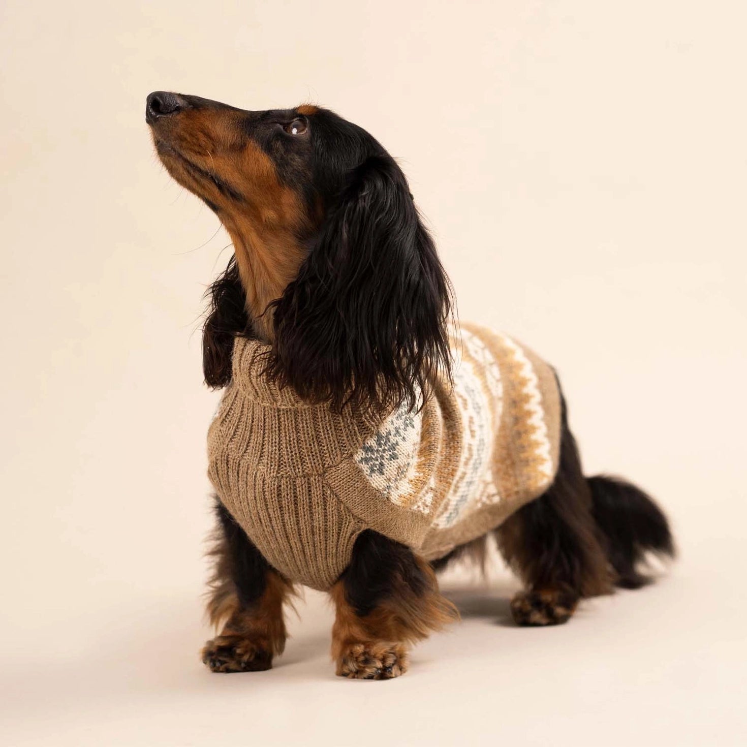 Pull pour chien en alpaga Automne