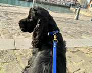 Laisse simple en Biothane Bleu électrique