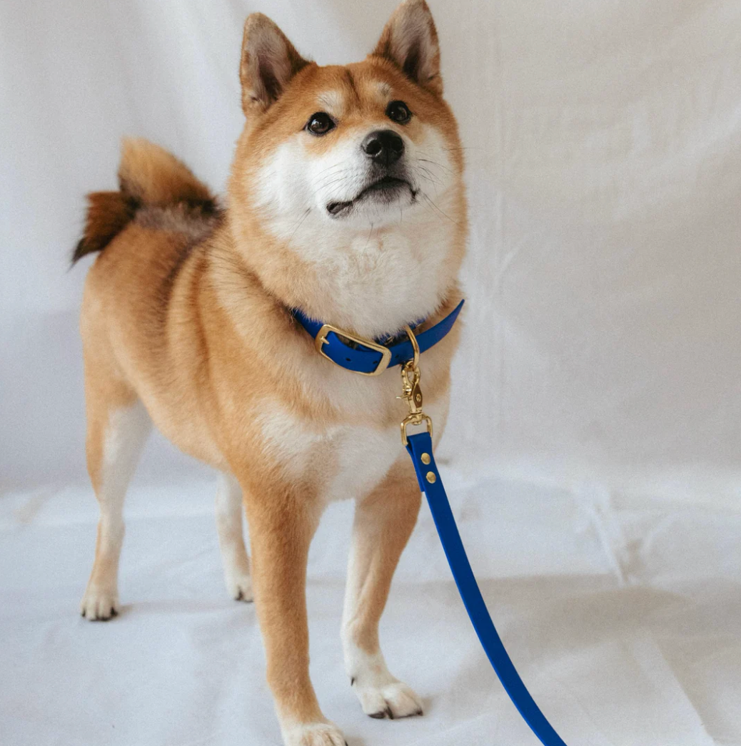 Laisse simple en Biothane Bleu électrique