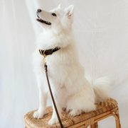 Laisse simple en Biothane Marron Tonka