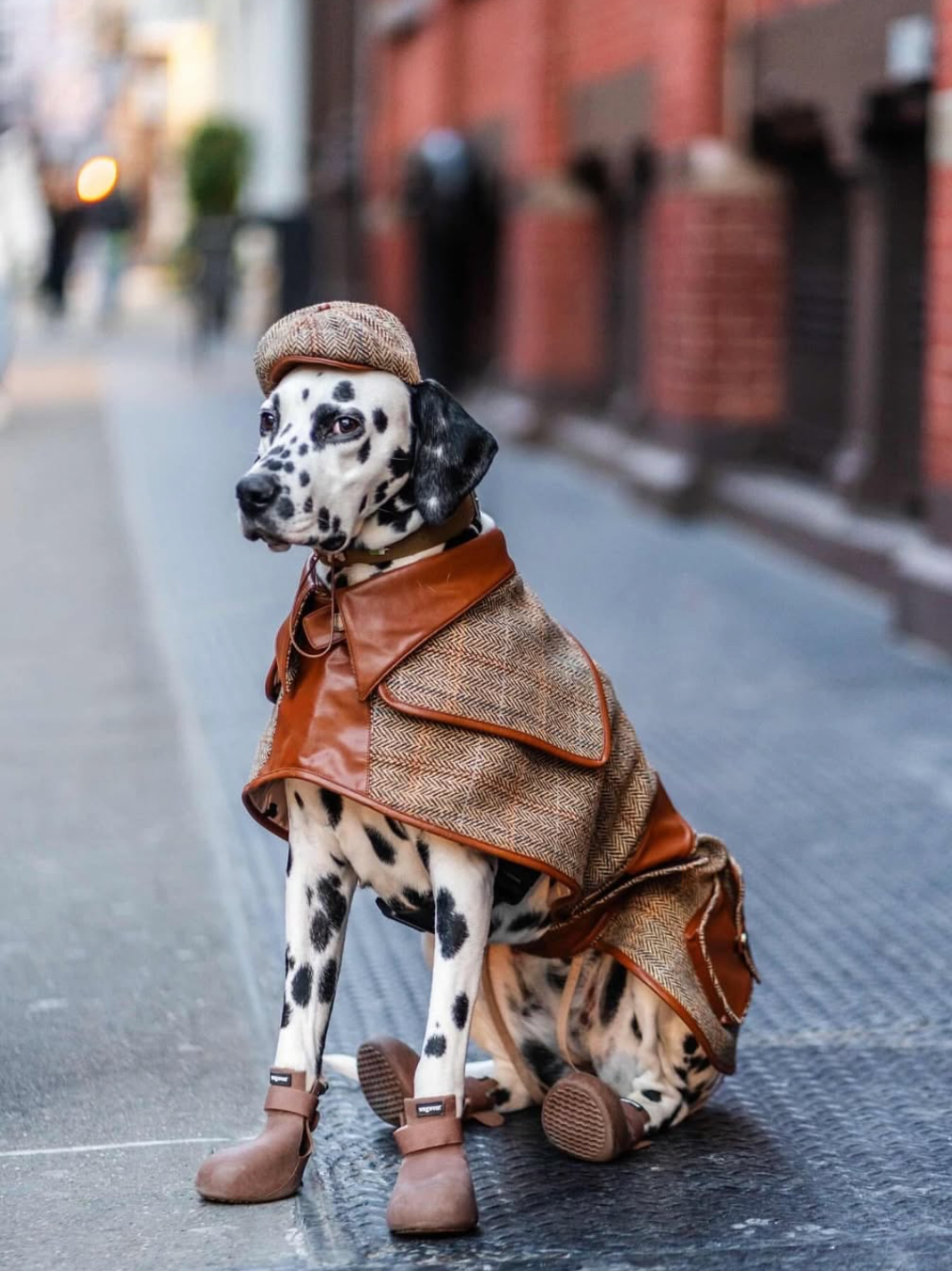 Chaussures WagWellies® by Wagwear CHOCOLAT