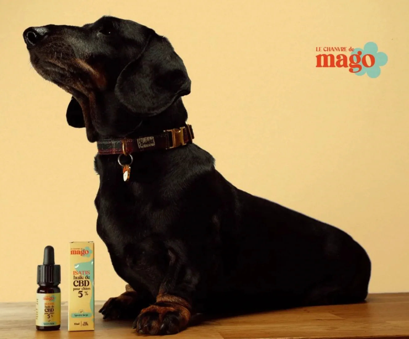 Huile de CBD pour chien Isatis 5%