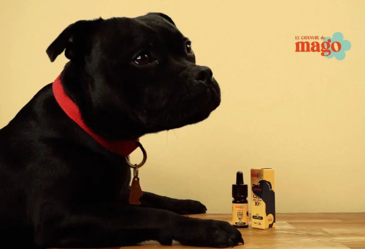 Huile de CBD pour chien Swan 10%