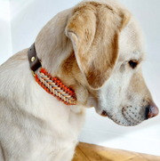 Collier tressé Biothane/Paracorde - Orange