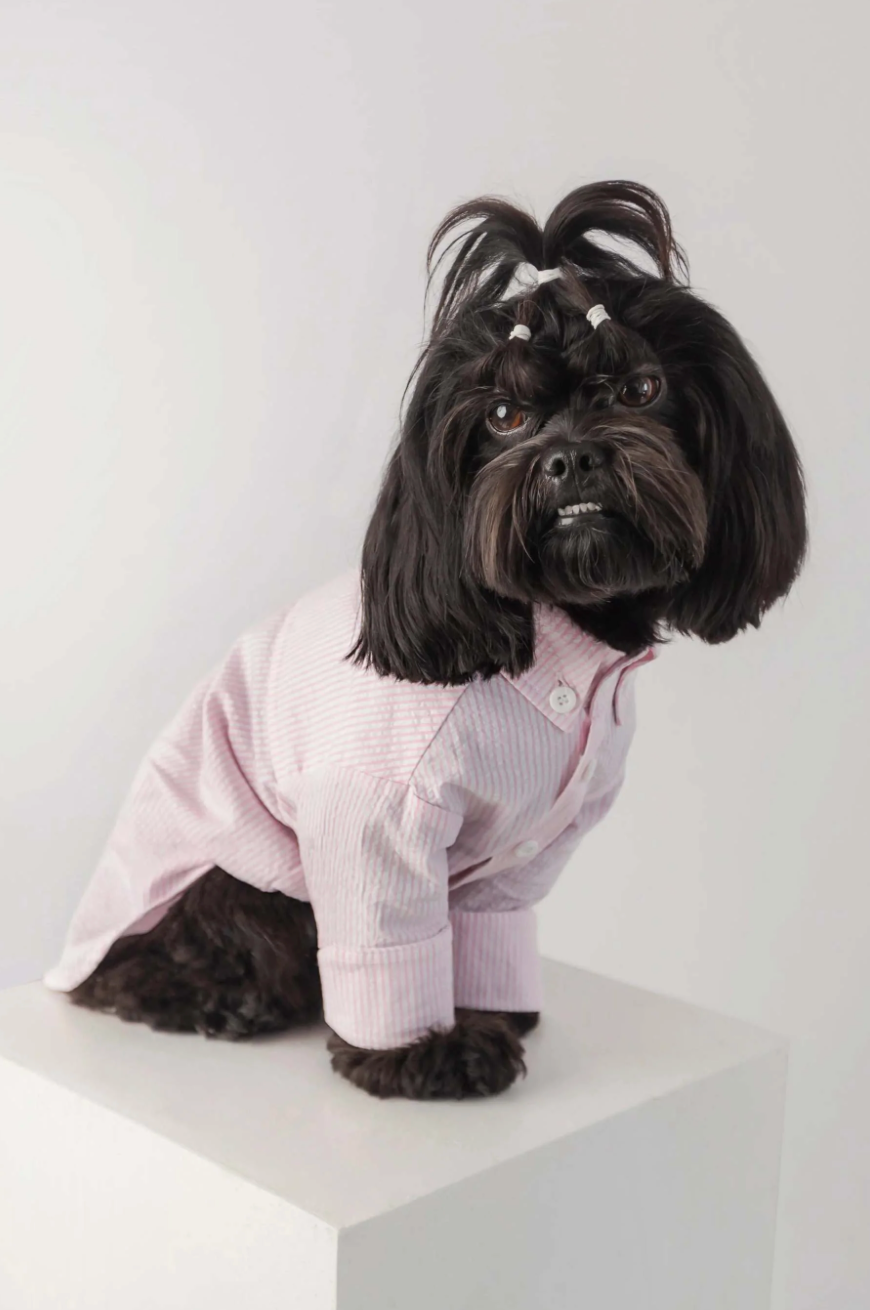Chemise pour chien à rayures