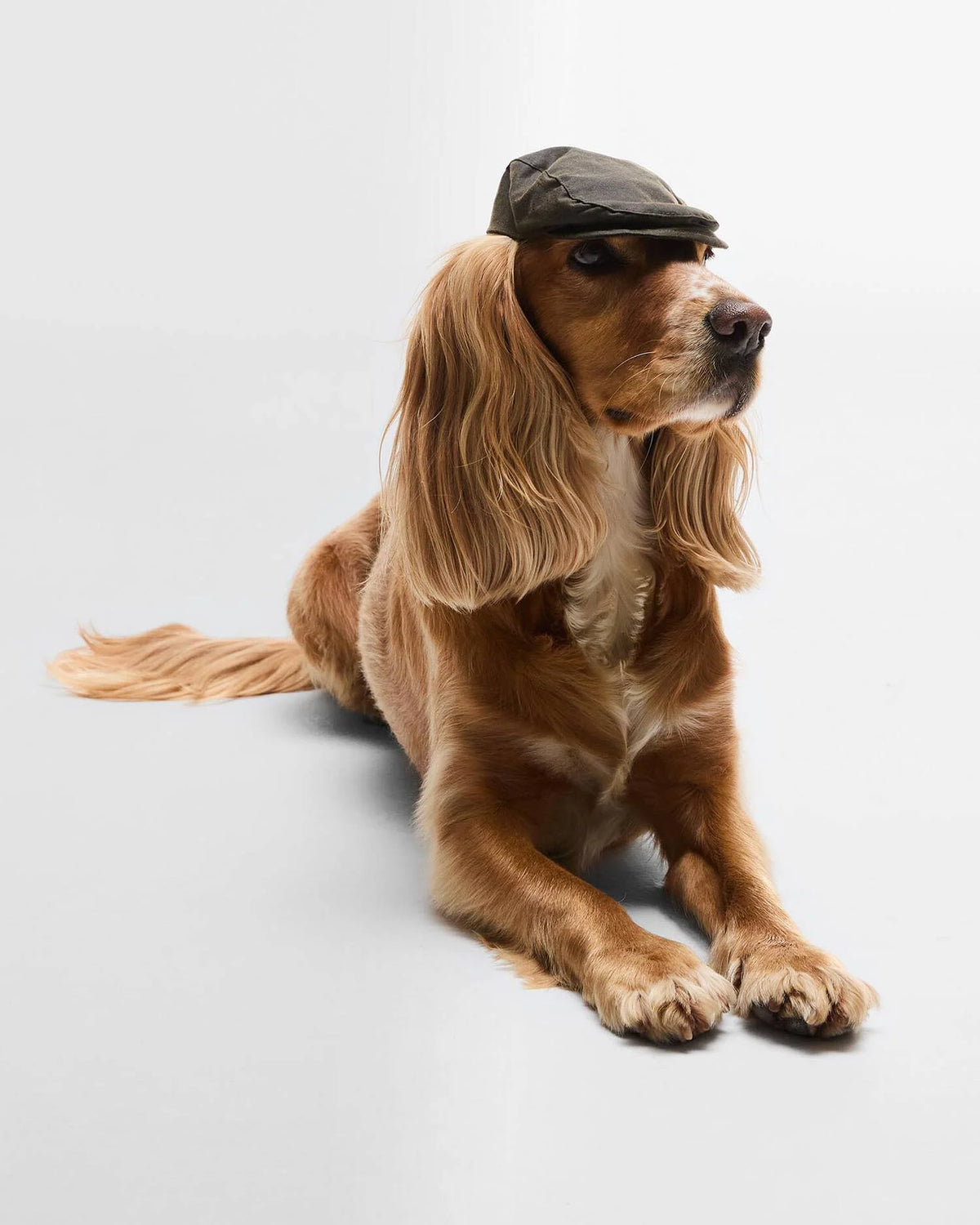 Casquette plate pour chien Barbour Wax Olive