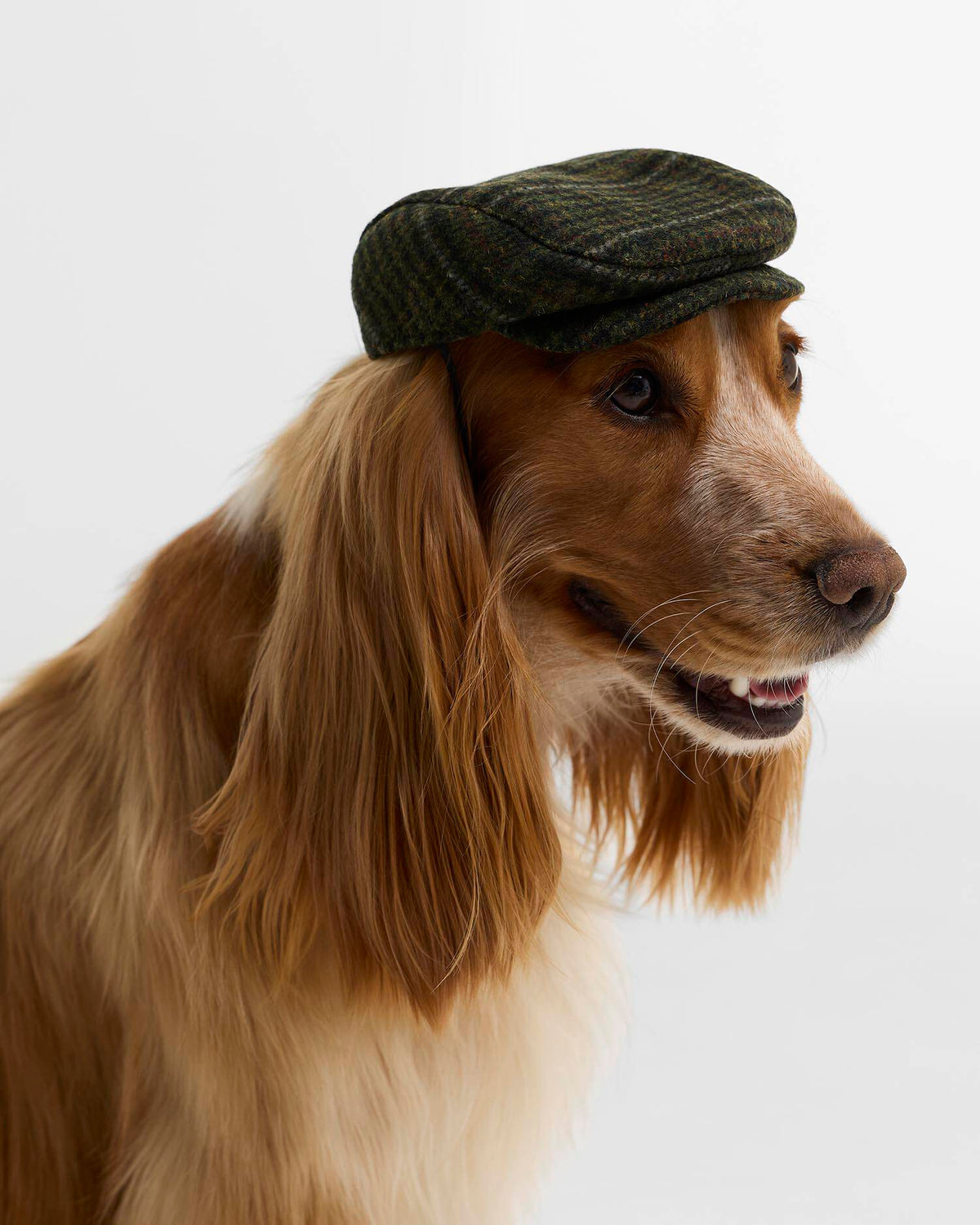 Casquette plate pour chien Barbour Wilkin