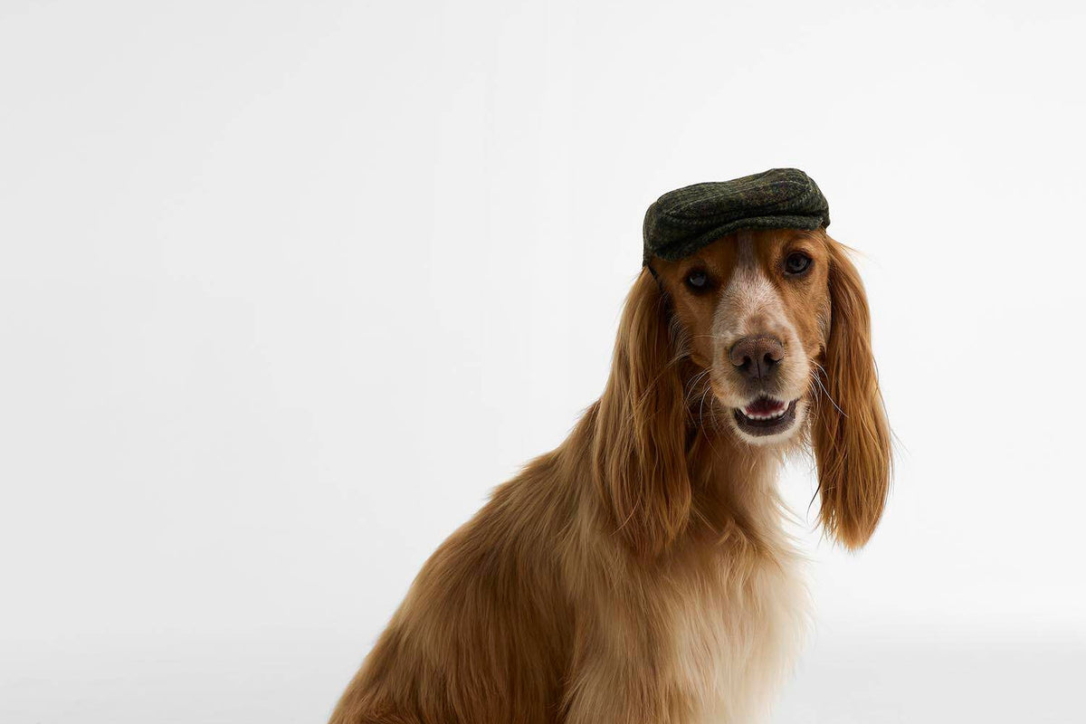 Casquette plate pour chien Barbour Wilkin