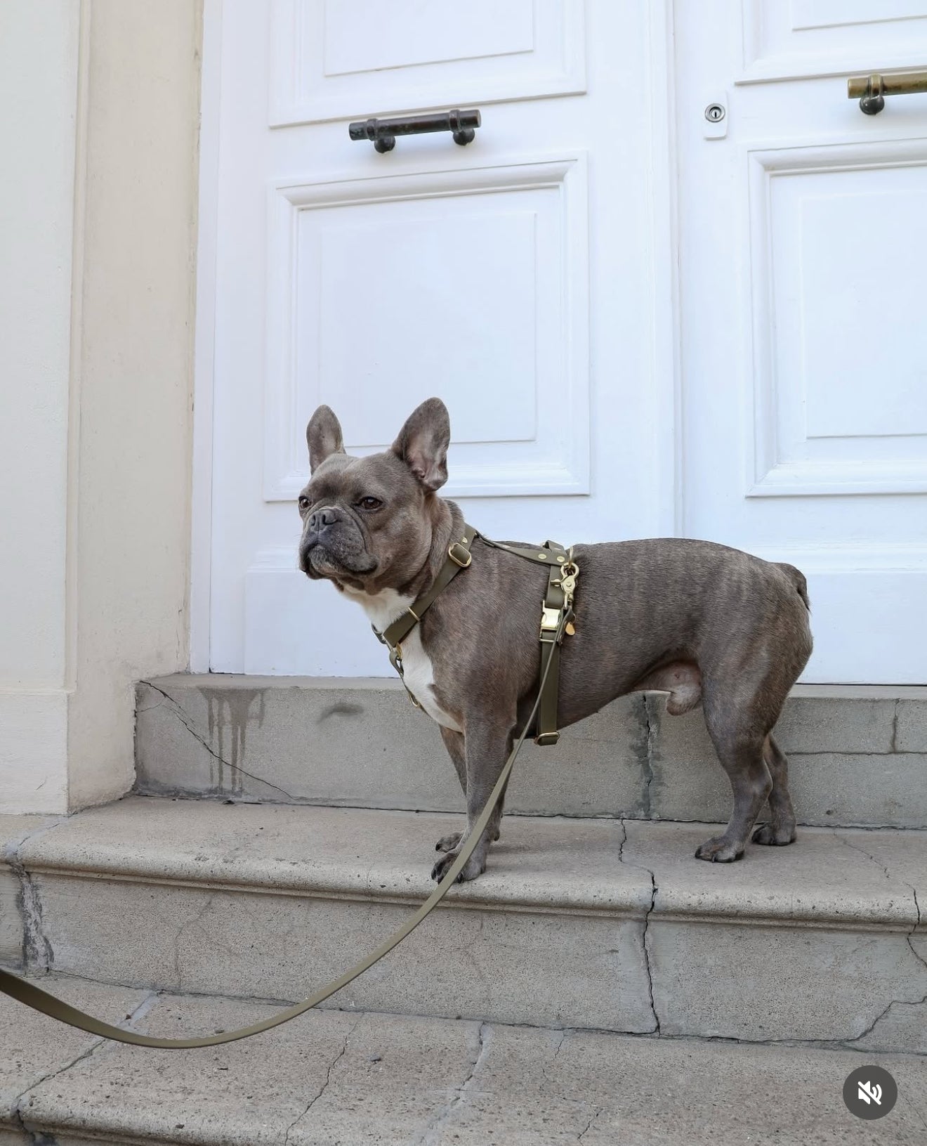 Harnais en Biothane Kaki