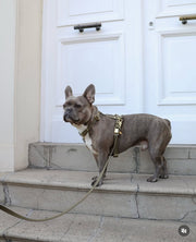 Harnais en Biothane Kaki