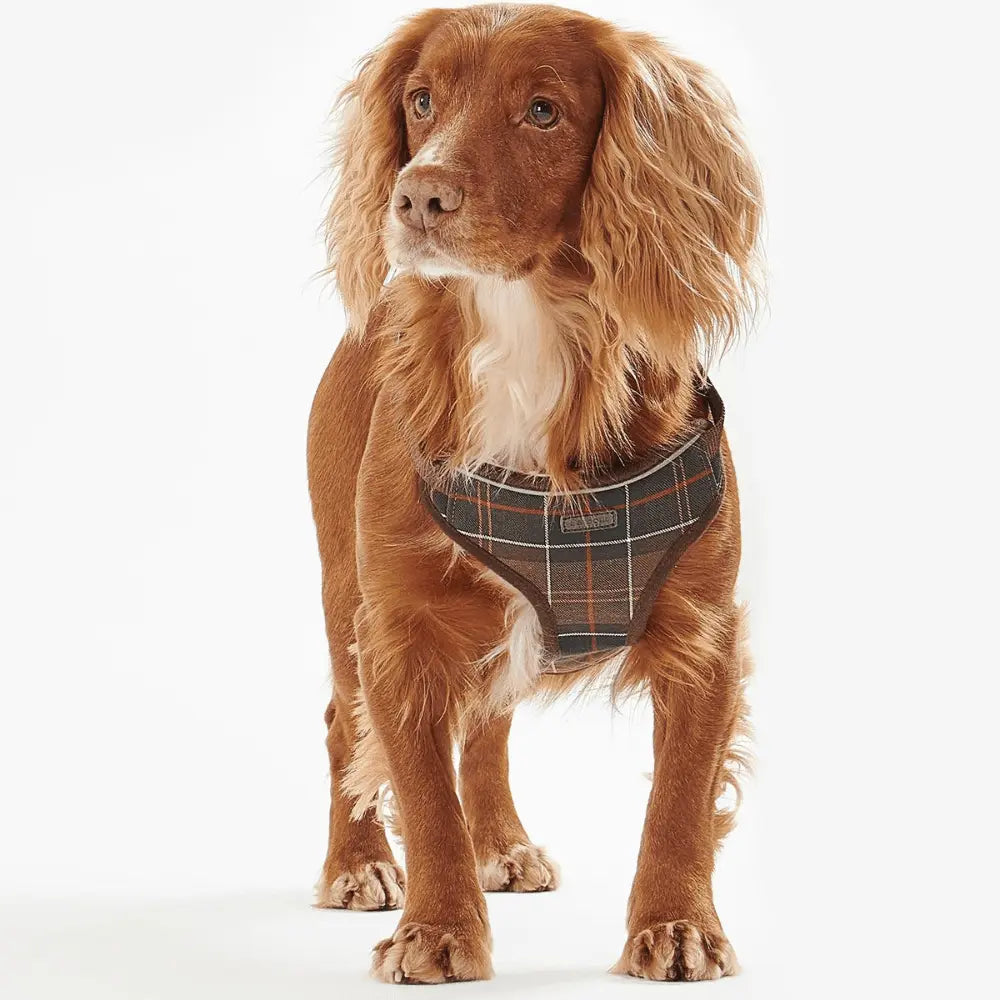 Harnais Tartan Barbour