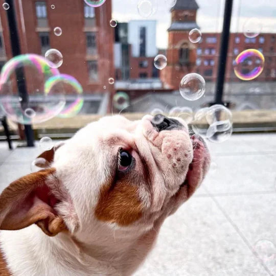 Meaty Bubbles pour chien et chat