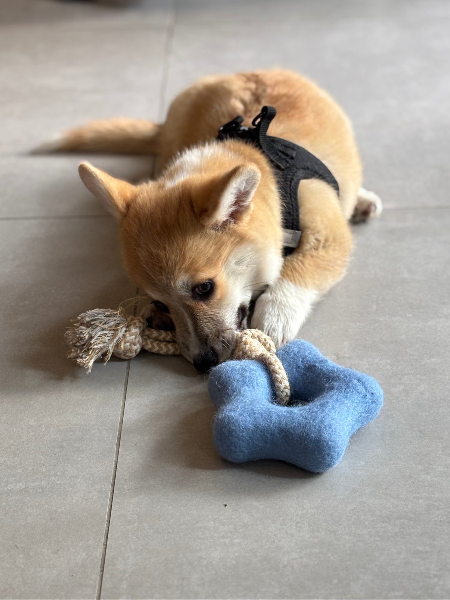 Garderie | Carnet de 40 heures de garde