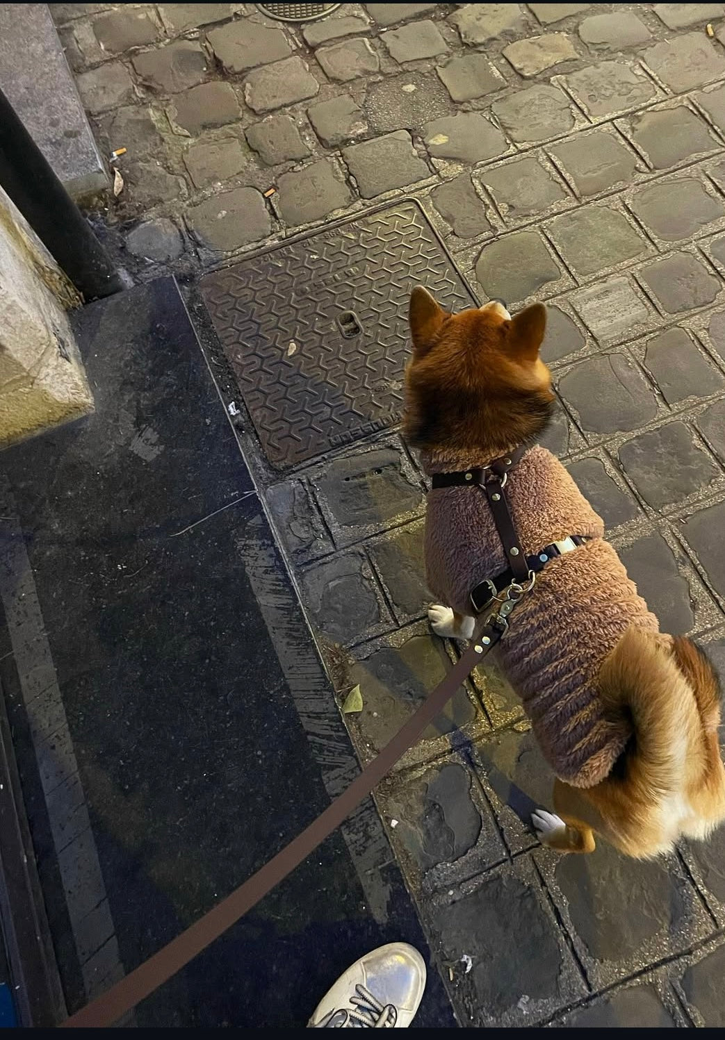 Harnais en Biothane Tonka