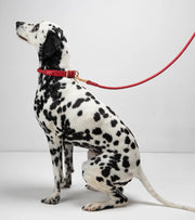 Laisse tressée en cuir Ferdinando