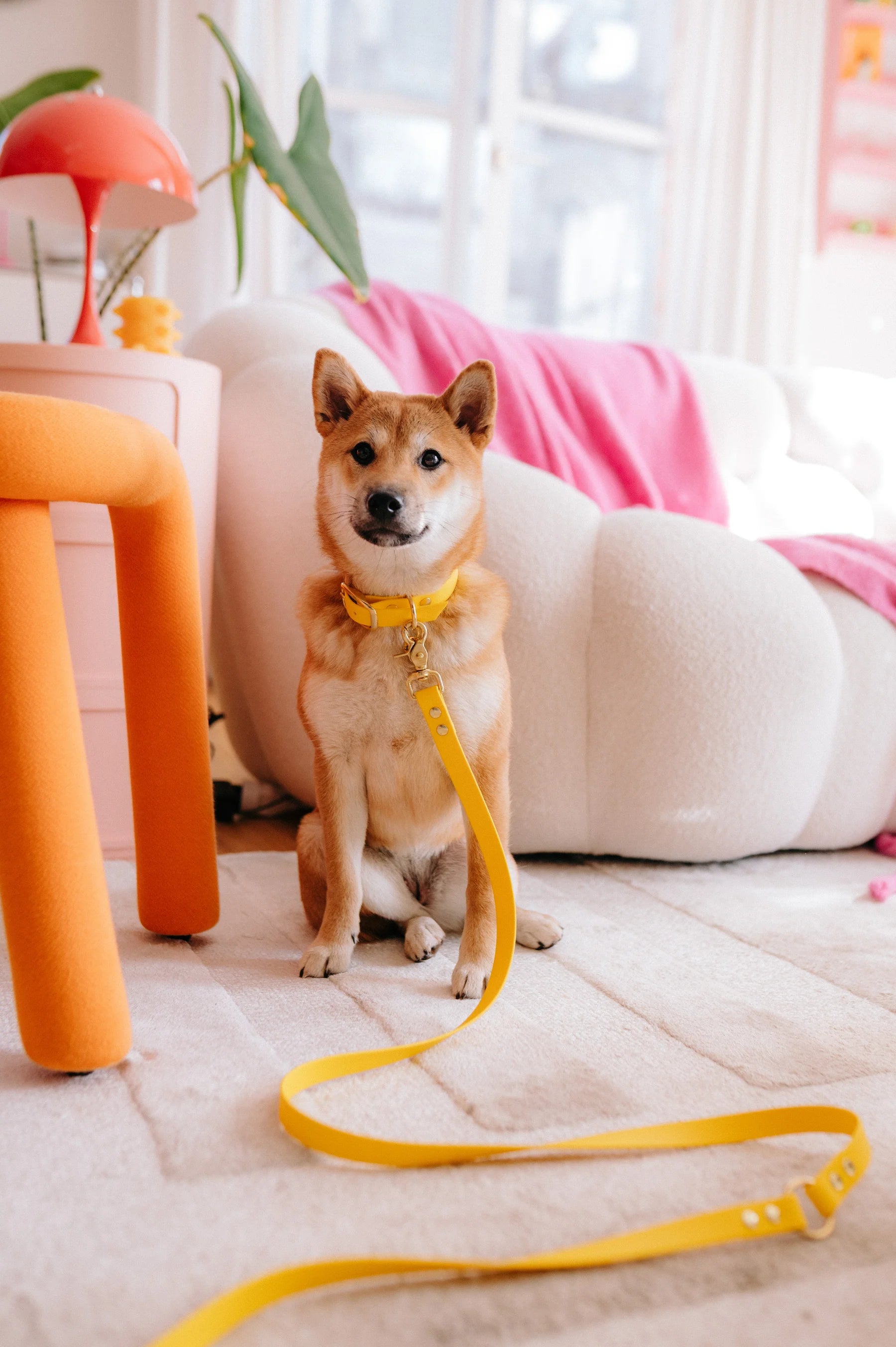 Laisse multi-positions