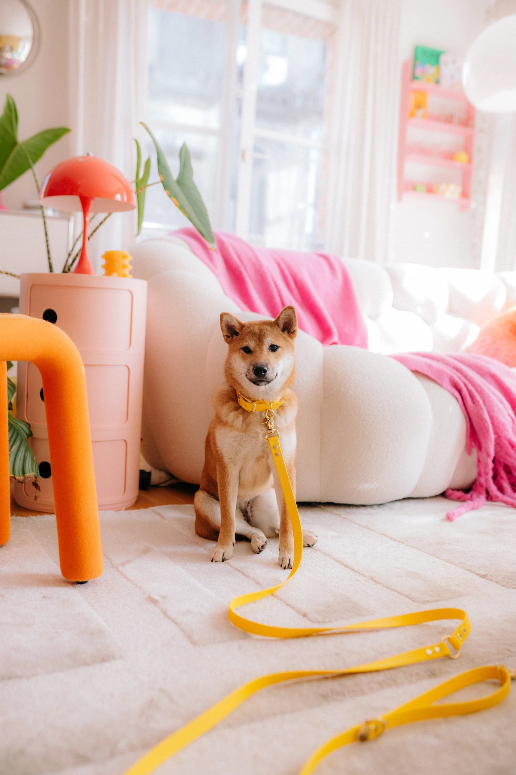 Laisse multi-positions