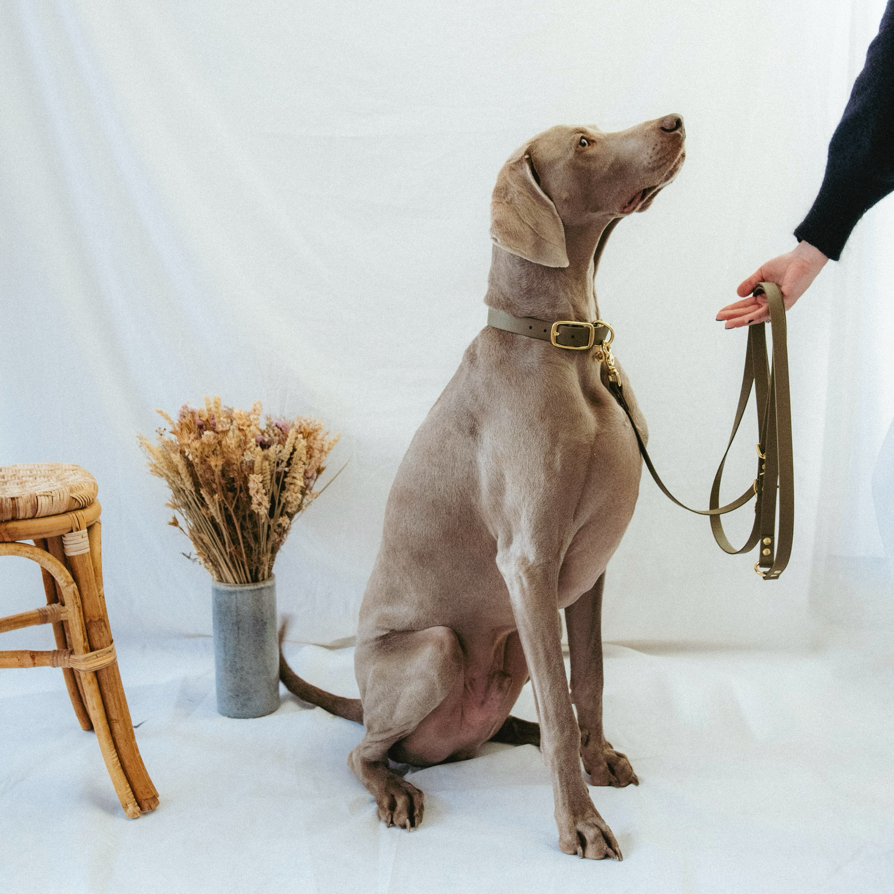 Laisse multi-positions