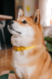 Collier en Biothane jaune