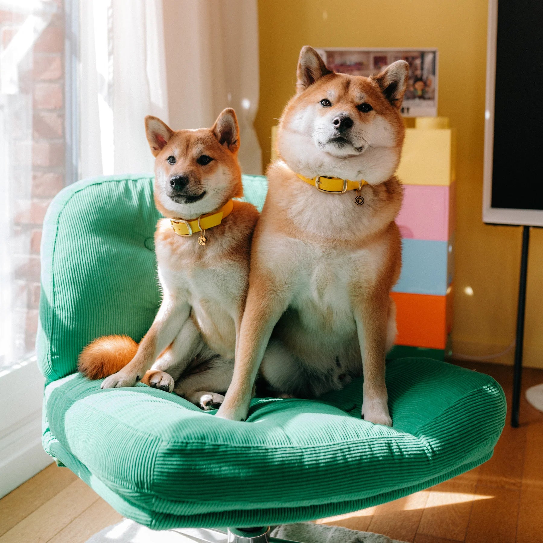 Collier en Biothane jaune