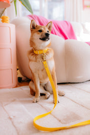 Laisse simple en Biothane jaune