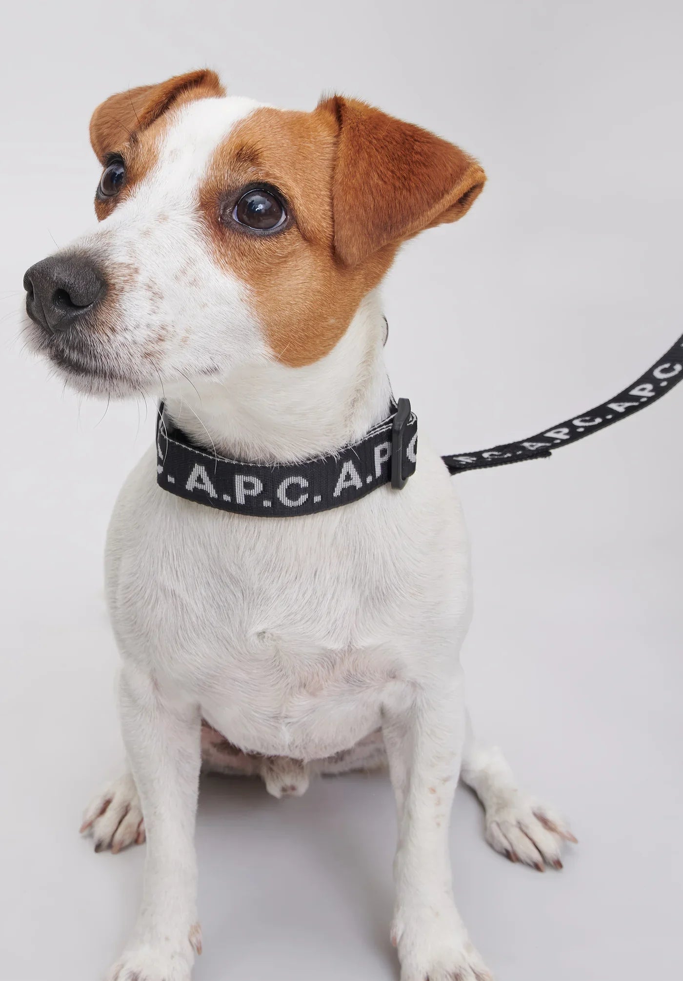 Collier A.P.C. Toutou à logo