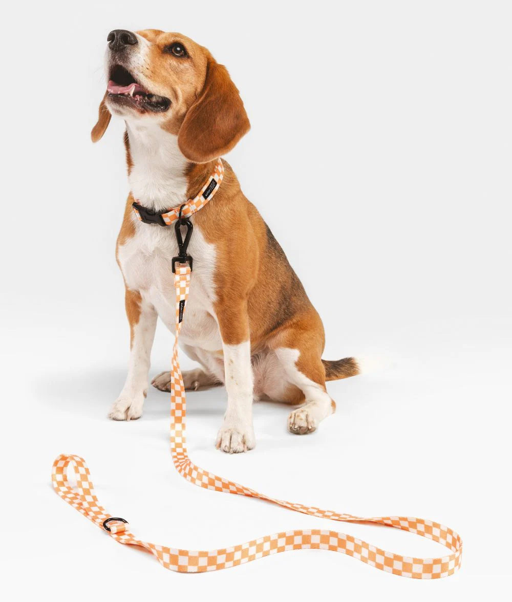 Laisse simple Juno orange