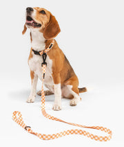 Laisse simple Juno orange