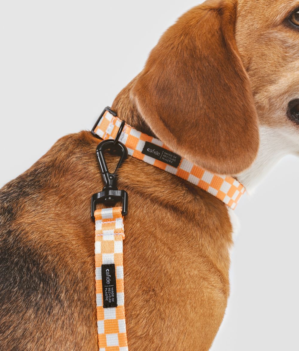 Laisse simple Juno orange