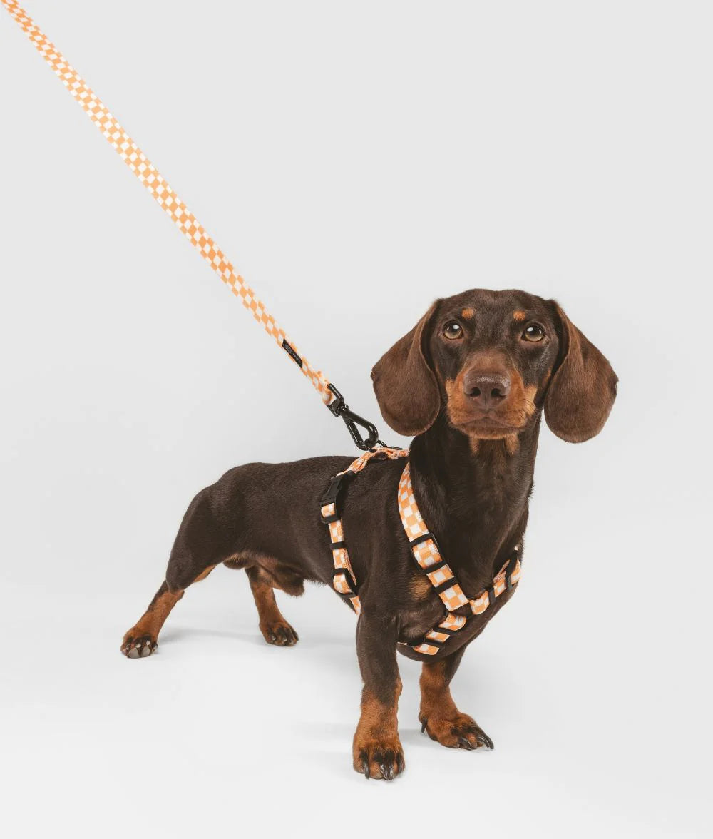 Laisse simple Juno orange