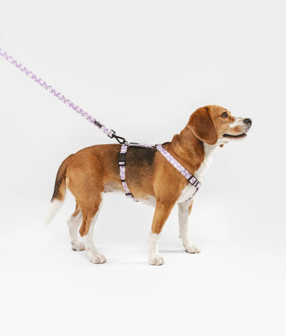 Laisse simple Juno Violet