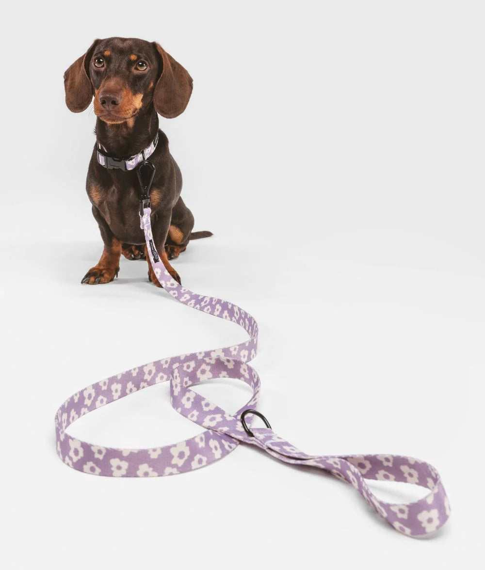 Laisse simple Juno Violet
