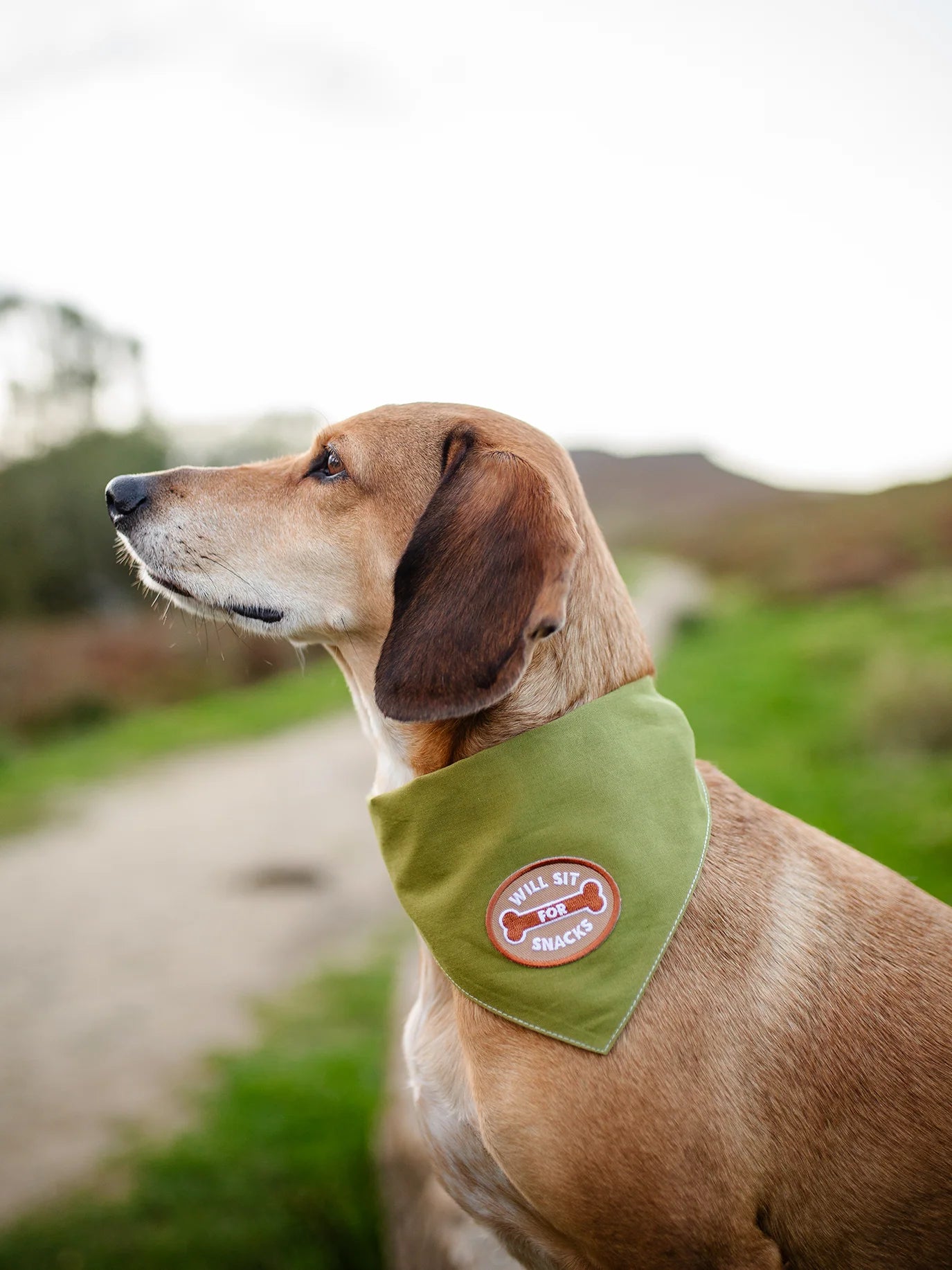 Will Sit for Snacks | Patch à repasser pour animaux de compagnie