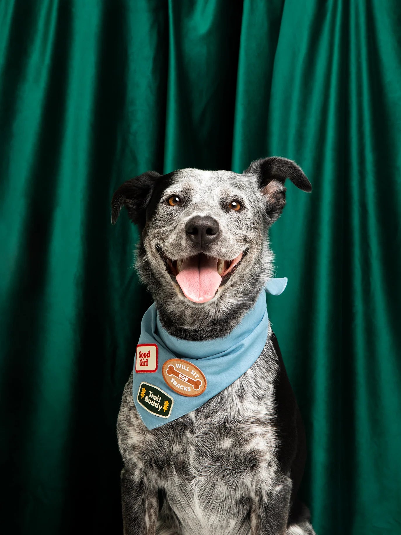 Will Sit for Snacks | Patch à repasser pour animaux de compagnie