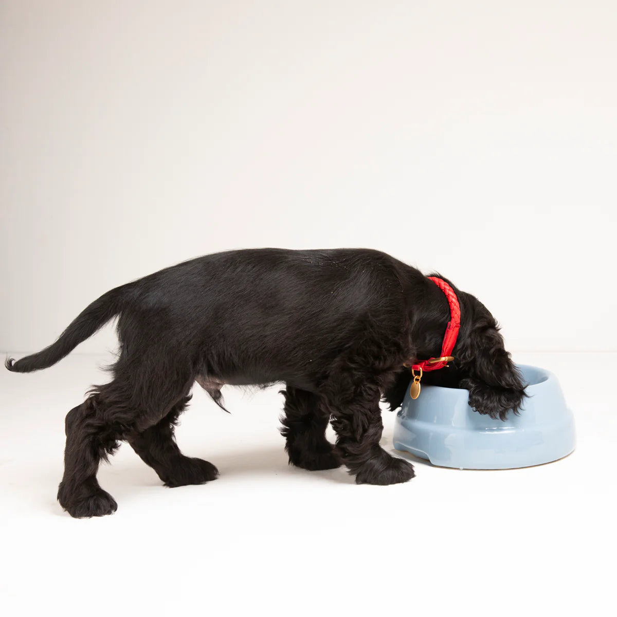 Gamelle pour chien Sebastião